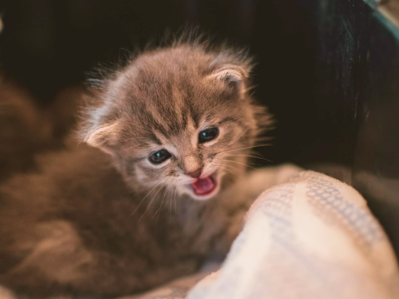 Why do cats meow so much?